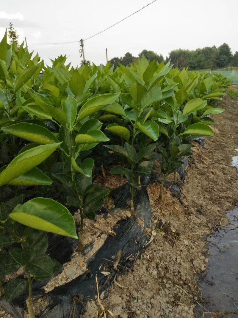 赣南脐橙苗纽荷尔橙子苗/高甜丰产/升级版品纽荷尔！