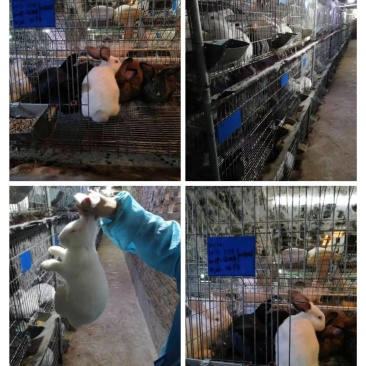 长期收购贵州地区优质商品兔，淘汰兔，供应兔用饲料