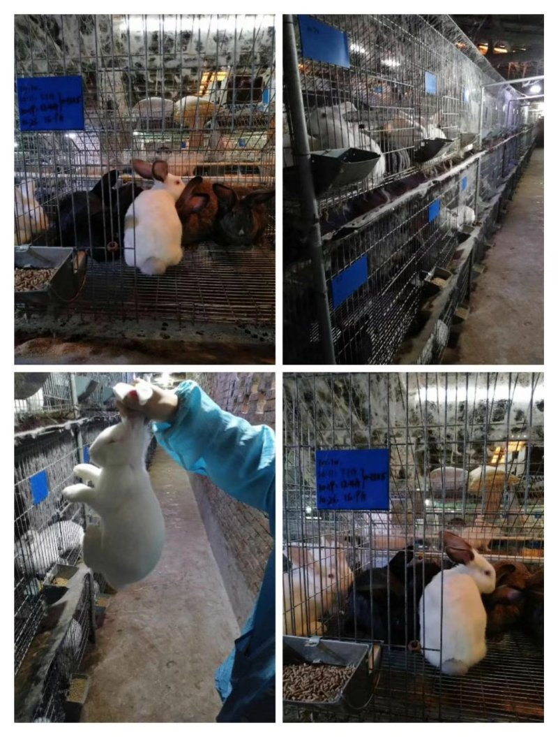 长期收购贵州地区优质商品兔，淘汰兔，供应兔用饲料