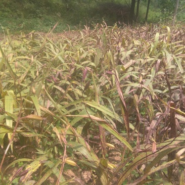 紫色宽叶野生白芨，果夹野生三叉白芨用于繁殖育种果便宜买了