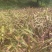 紫色宽叶野生白芨，果夹野生三叉白芨用于繁殖育种果便宜买了