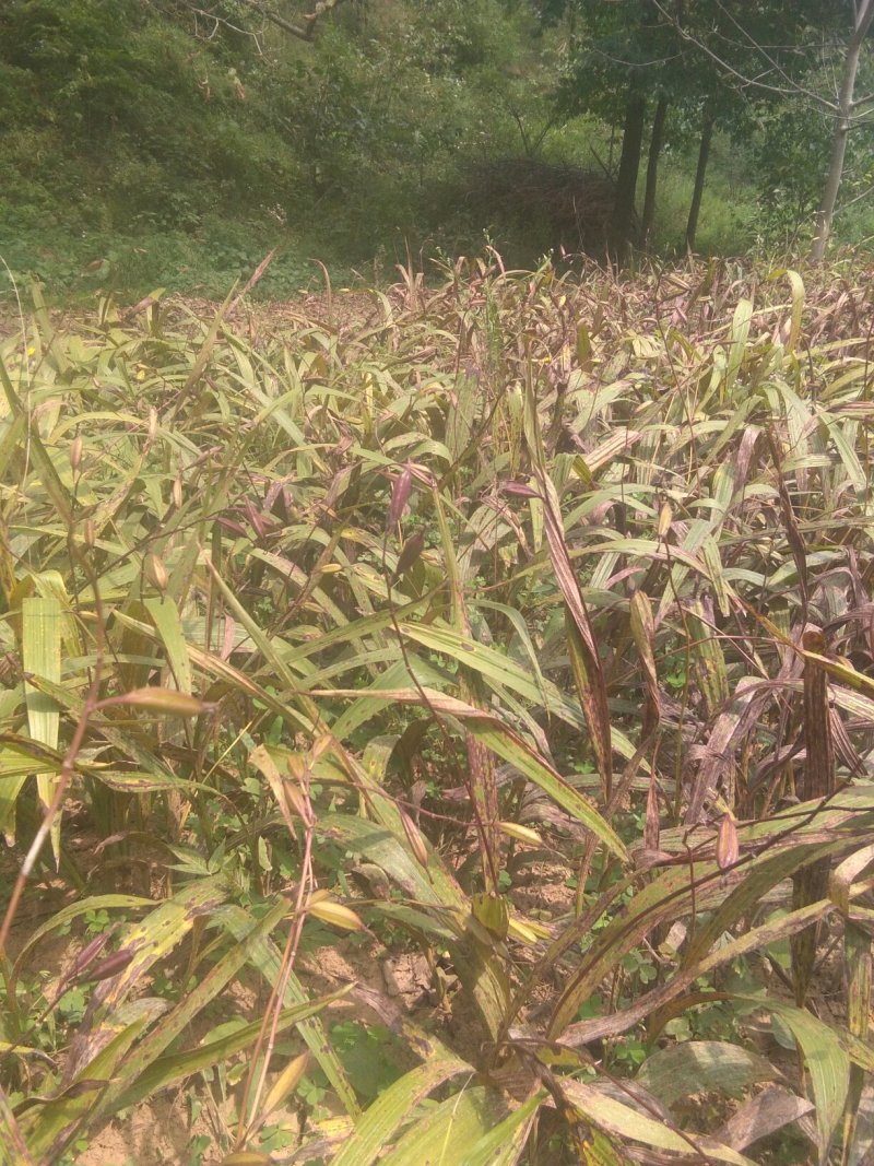 紫色宽叶野生白芨，果夹野生三叉白芨用于繁殖育种果便宜买了