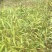 紫色宽叶野生白芨，果夹野生三叉白芨用于繁殖育种果便宜买了