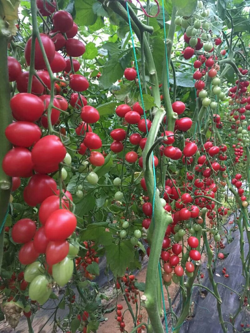 精品千禧:玲珑果/1000粒