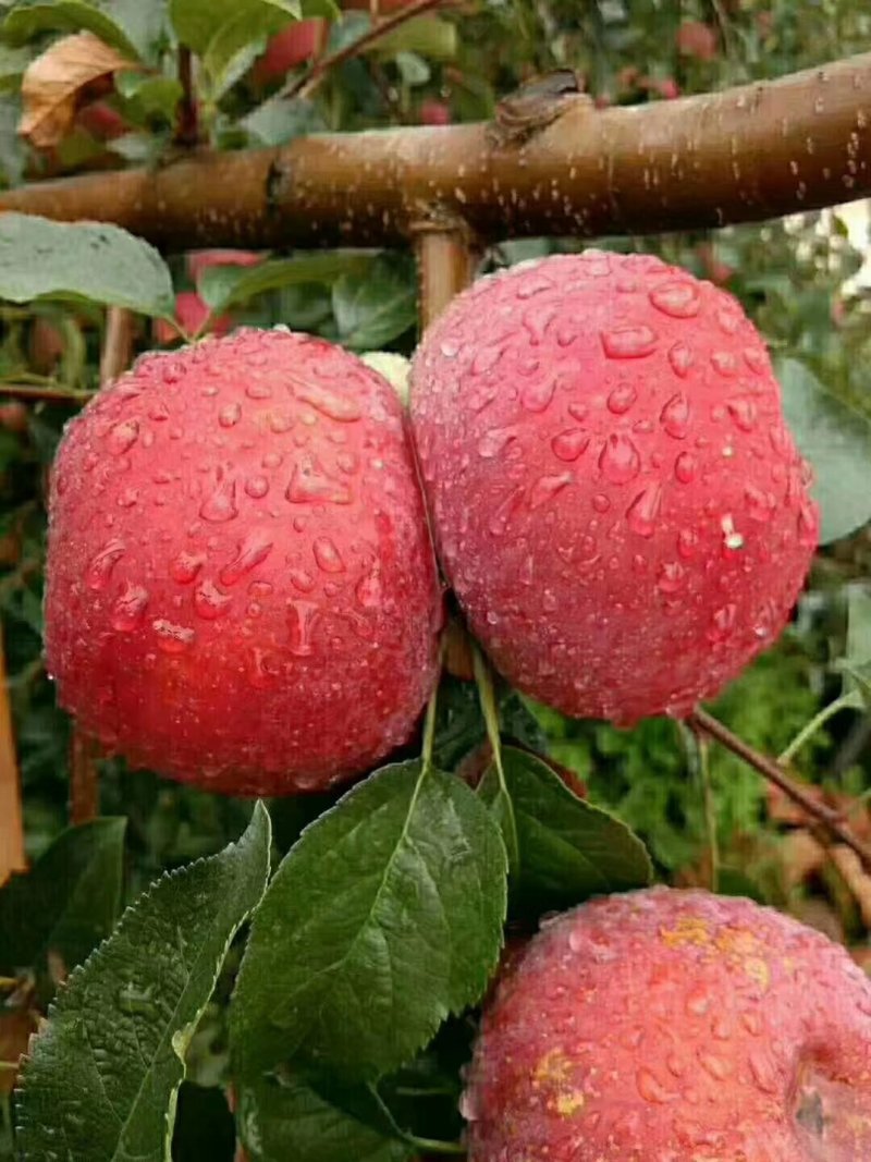 盐源苹果