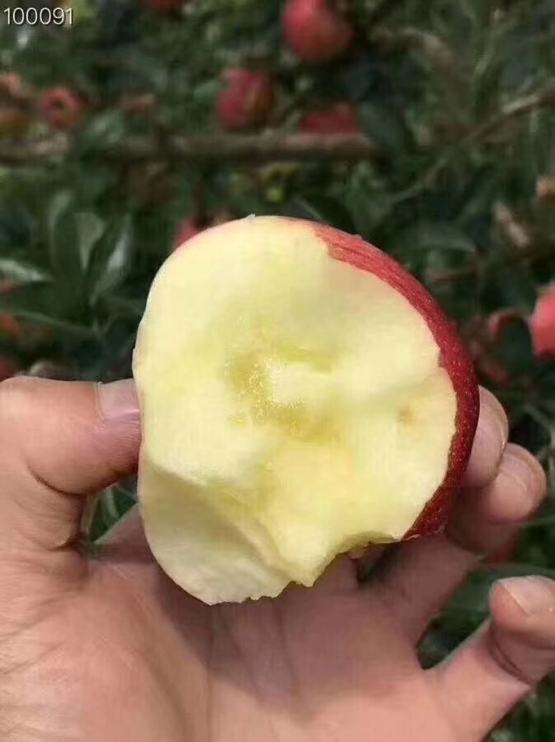 盐源苹果