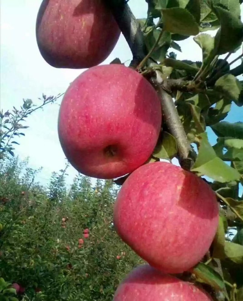 盐源苹果