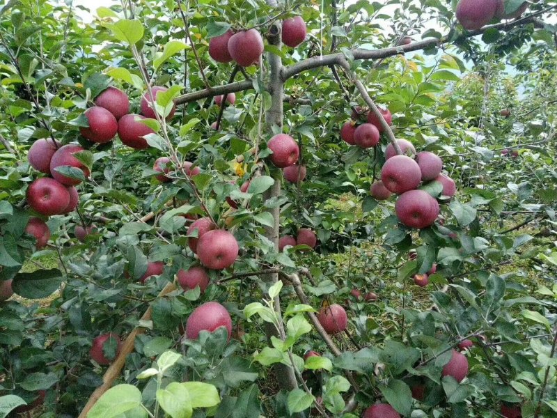 盐源苹果