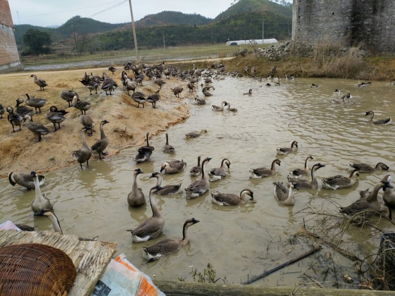农民的事业