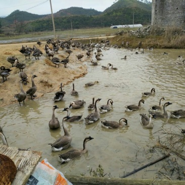 农民的事业