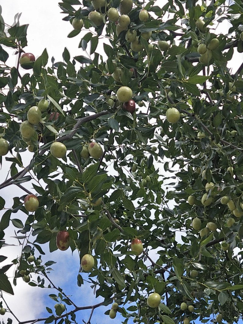 朝阳脆枣