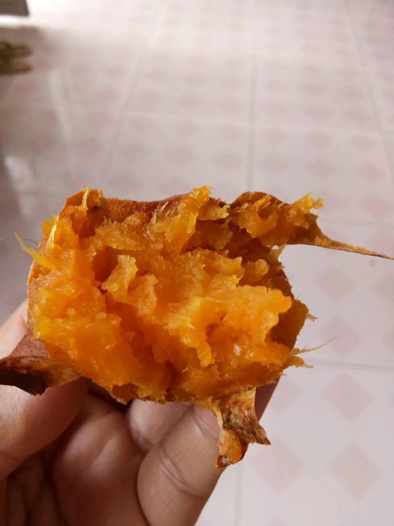 烟薯种植批发