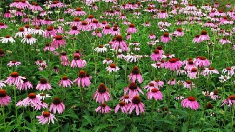 松果菊种子花海种子净籽6-8斤/亩可货到付款