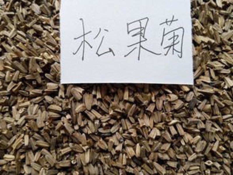 松果菊种子花海种子净籽6-8斤/亩可货到付款