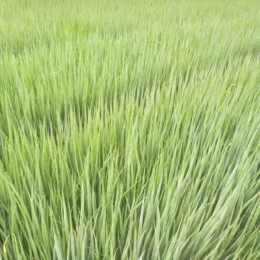四季小葱70~80cm