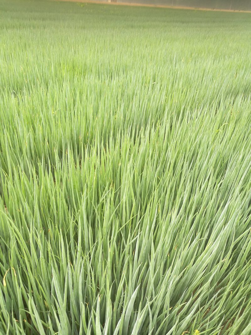 四季小葱70~80cm