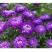 翠菊种子花海种子花色多样简单易种可货到付款