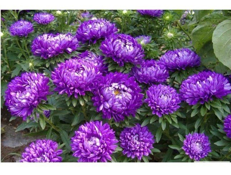 翠菊种子花海种子花色多样简单易种可货到付款