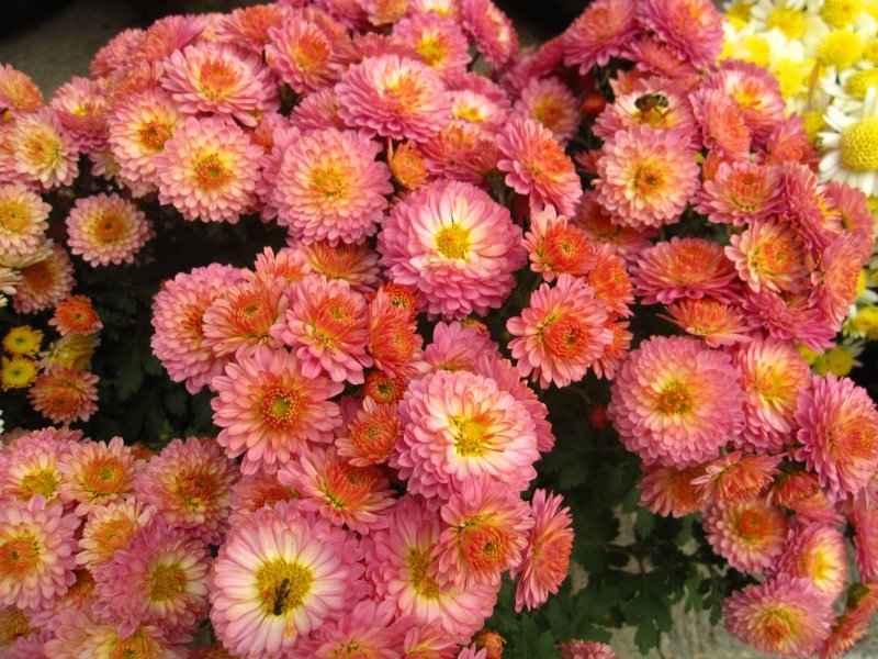 翠菊种子花海种子花色多样简单易种可货到付款