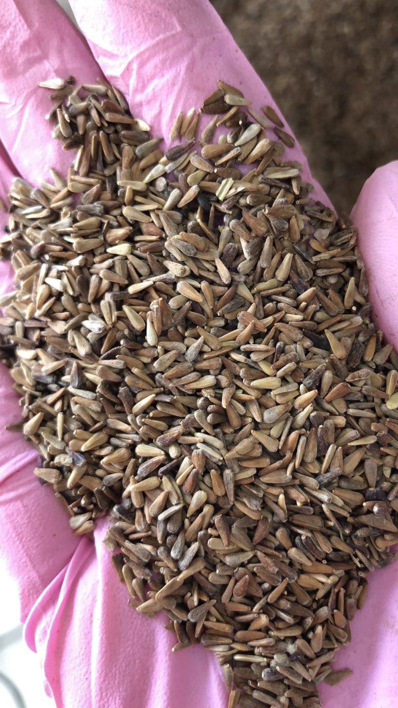 翠菊种子花海种子花色多样简单易种可货到付款
