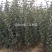 由瑞士引进新品种，红色之爱，又名红肉苹果，含花青素高