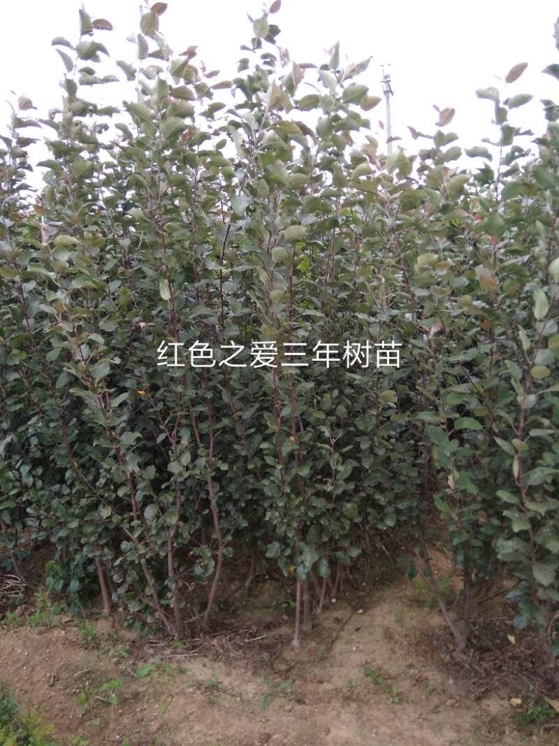 由瑞士引进新品种，红色之爱，又名红肉苹果，含花青素高