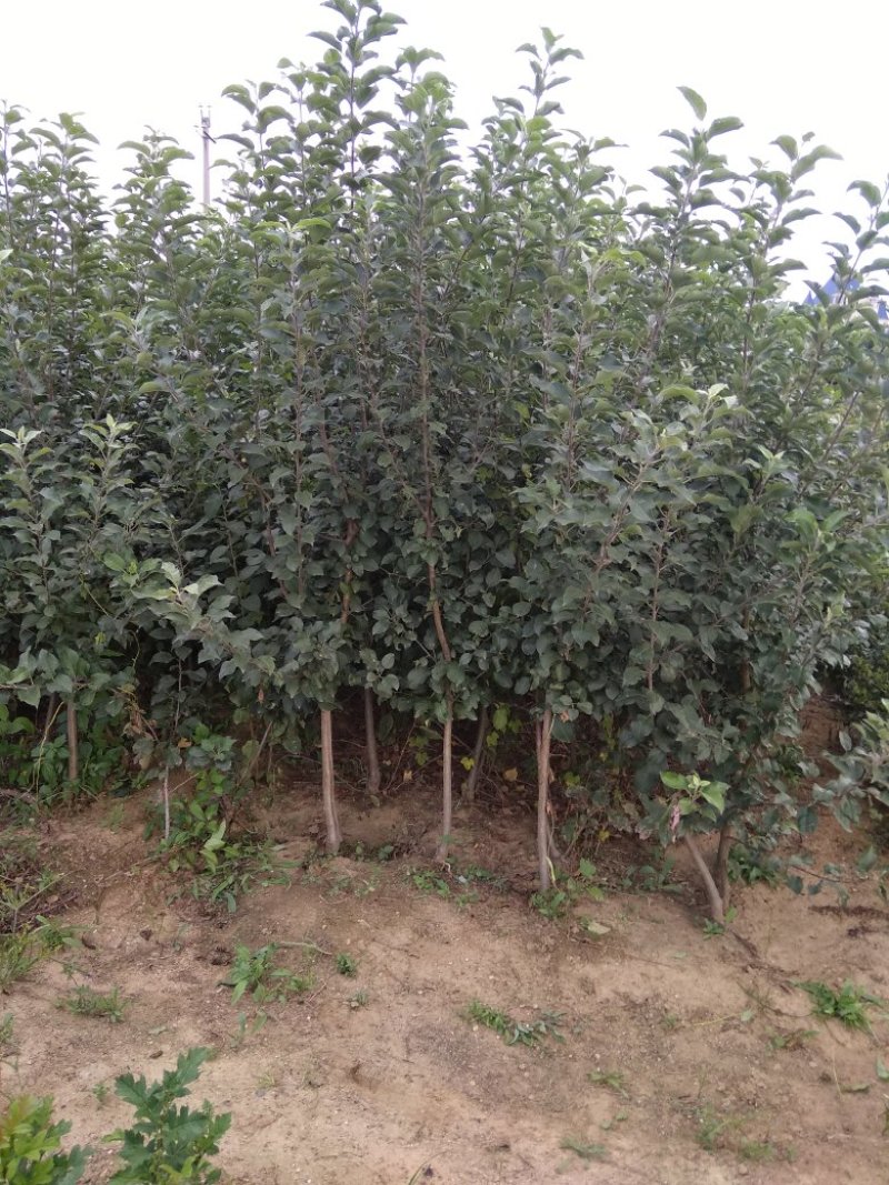 由瑞士引进新品种，红色之爱，又名红肉苹果，含花青素高