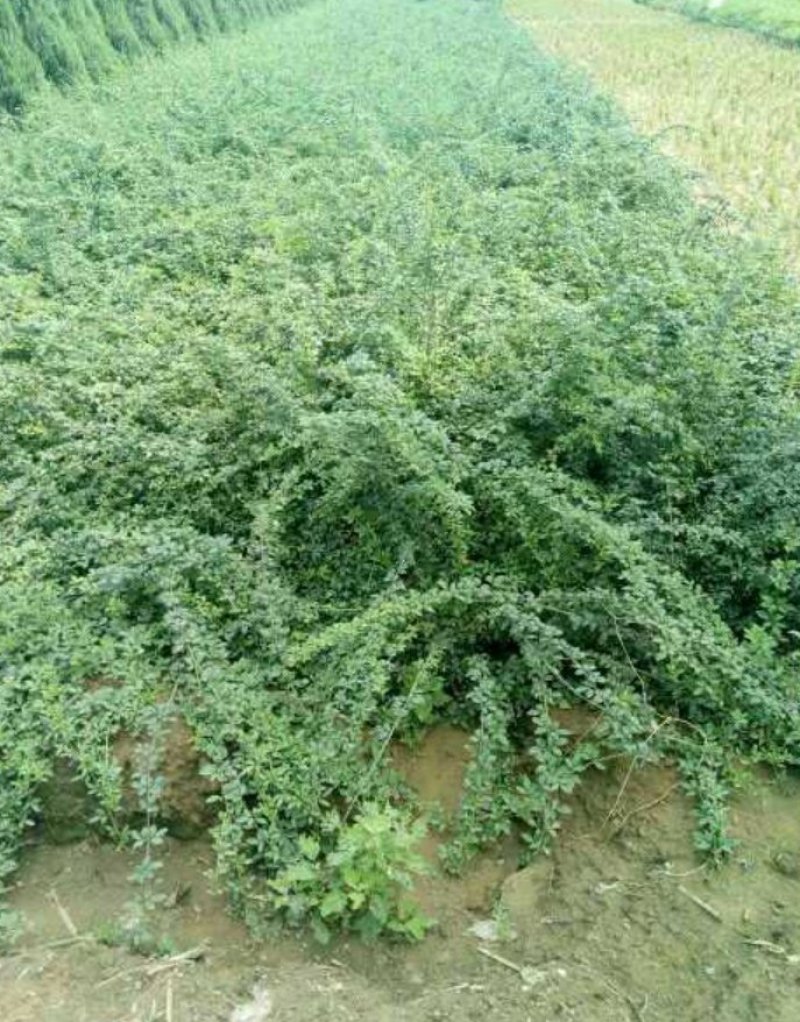 迎春花迎春花杯苗迎春产地直销可以看货