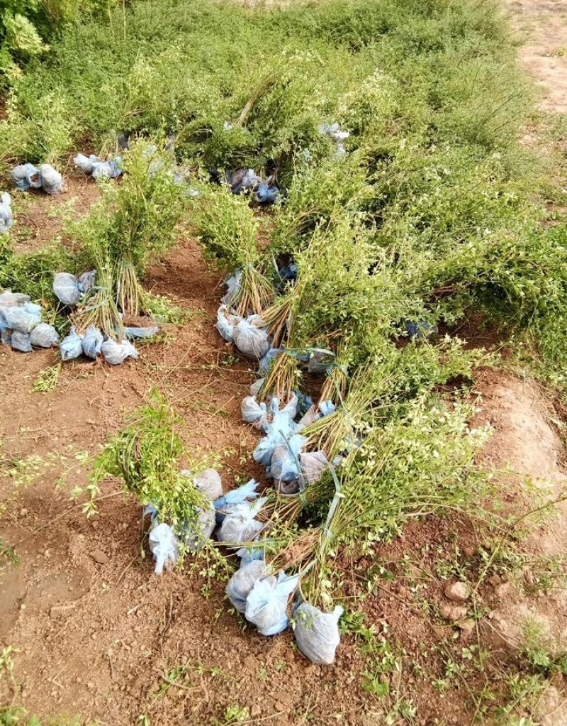 迎春花迎春花杯苗迎春产地直销可以看货