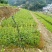 出售红根野蚕豆苗