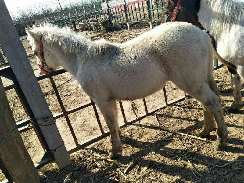 伊莉马骑乘马免费送货货到付款