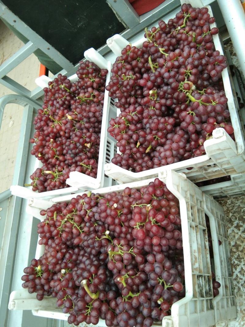 红宝石葡萄大量上市中质量保证欢迎前来采购
