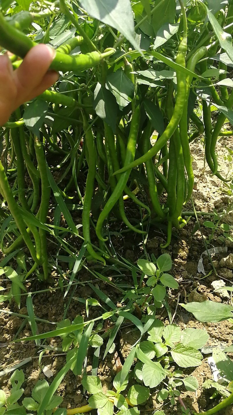鲜辣椒