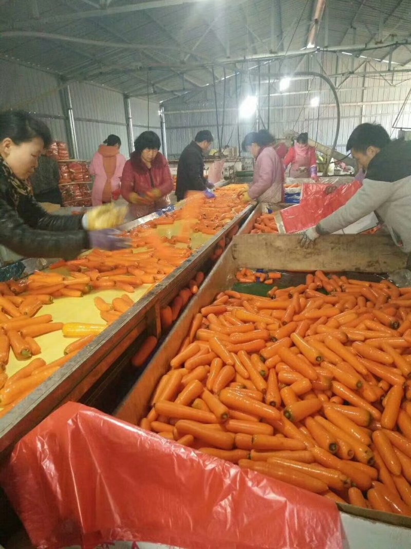 精品胡萝卜