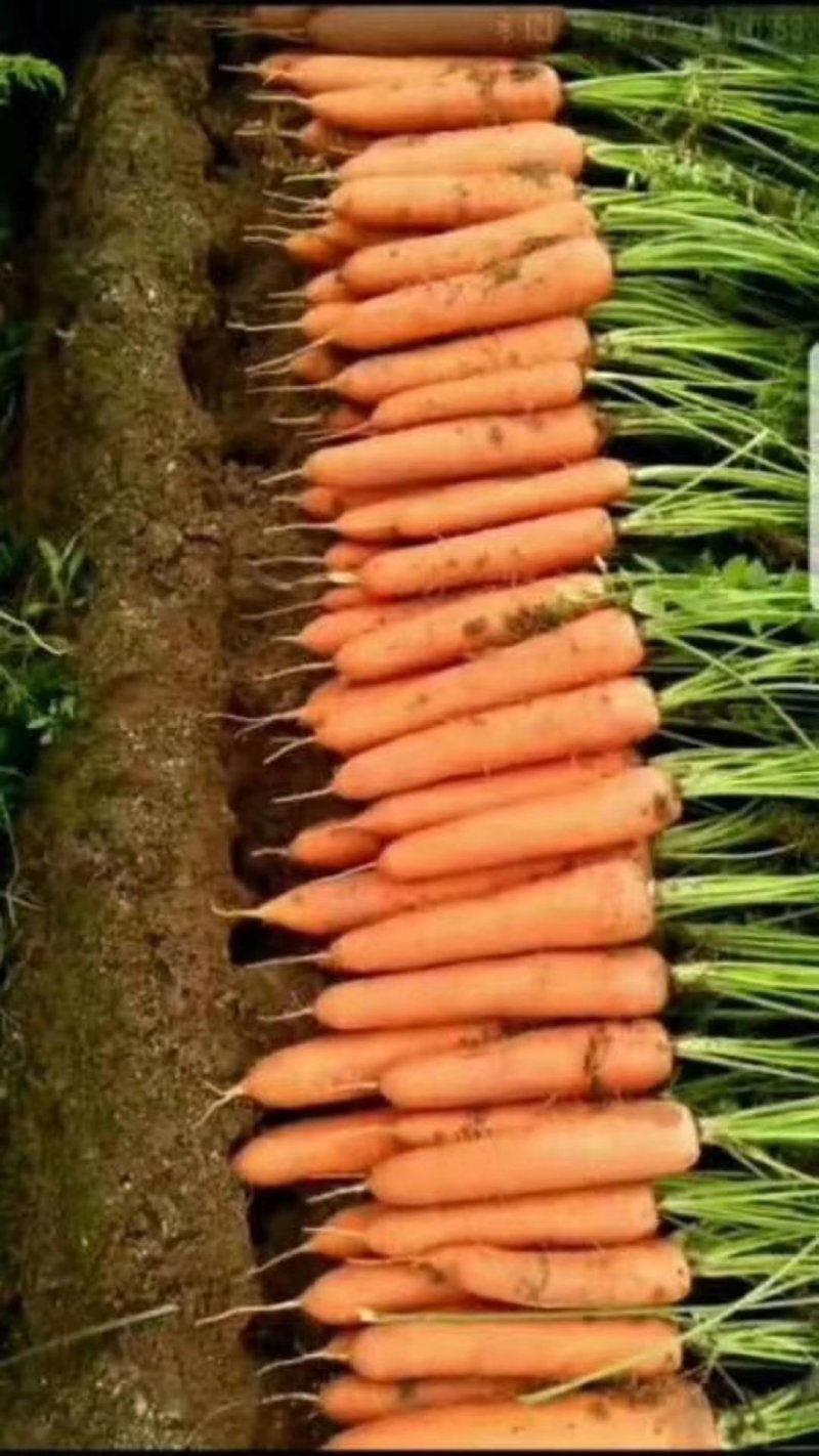 精品胡萝卜