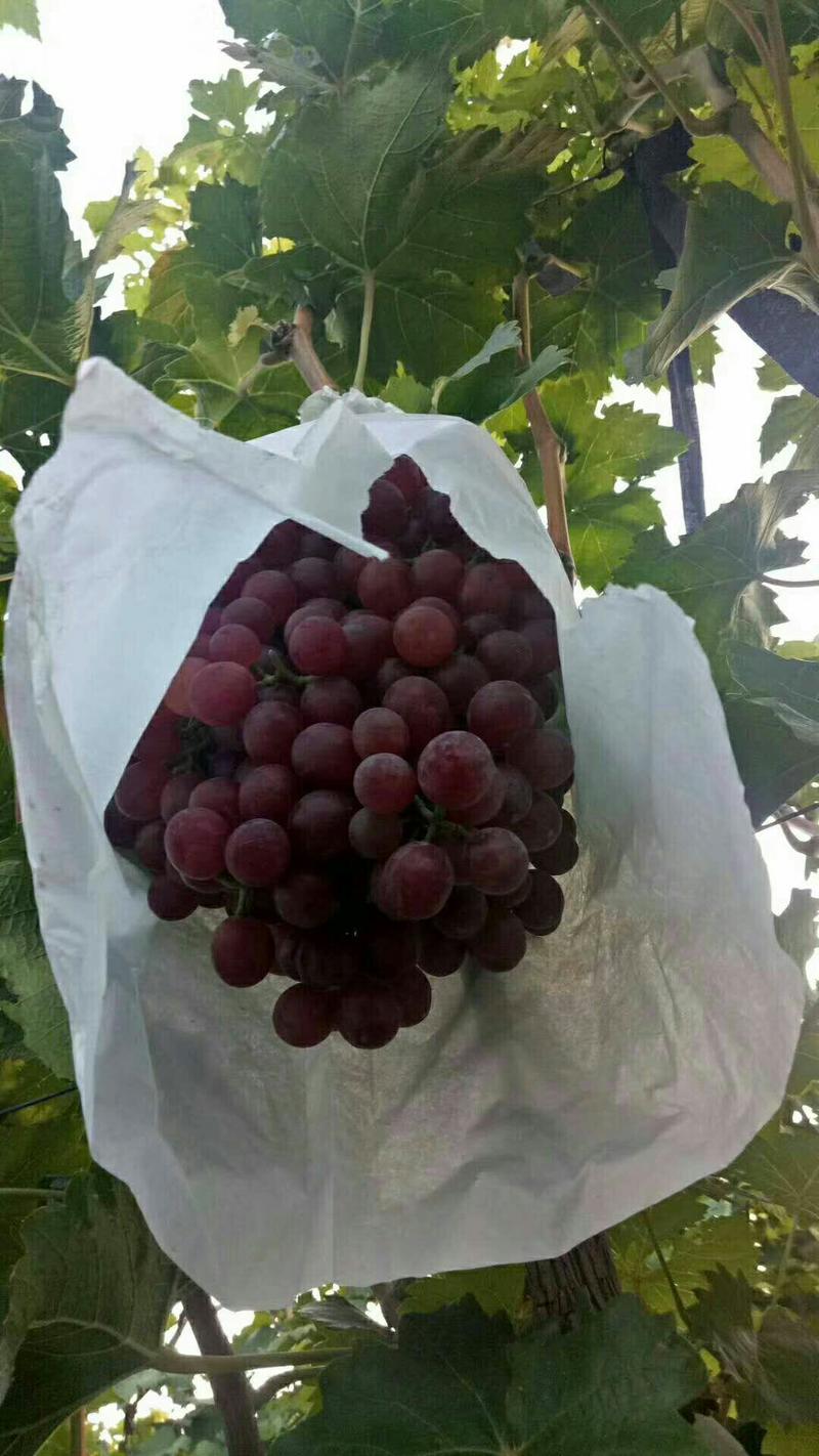 红宝石葡萄大量上市中质量保证欢迎前来采购