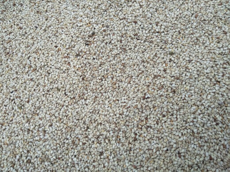 2025年白芝麻，色度白，干饱净，适应加工榨油，食品加工