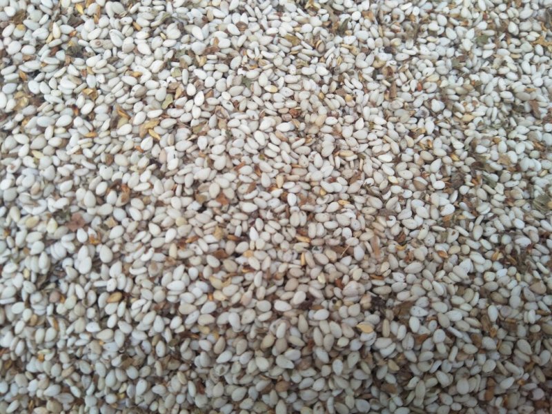 2025年白芝麻，色度白，干饱净，适应加工榨油，食品加工
