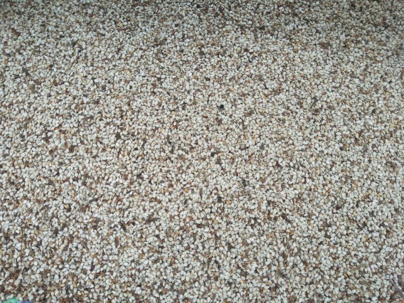 2025年白芝麻，色度白，干饱净，适应加工榨油，食品加工