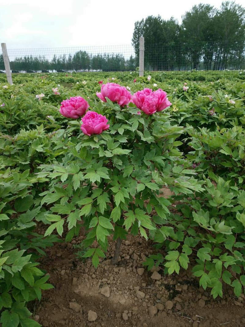 牡丹苗
