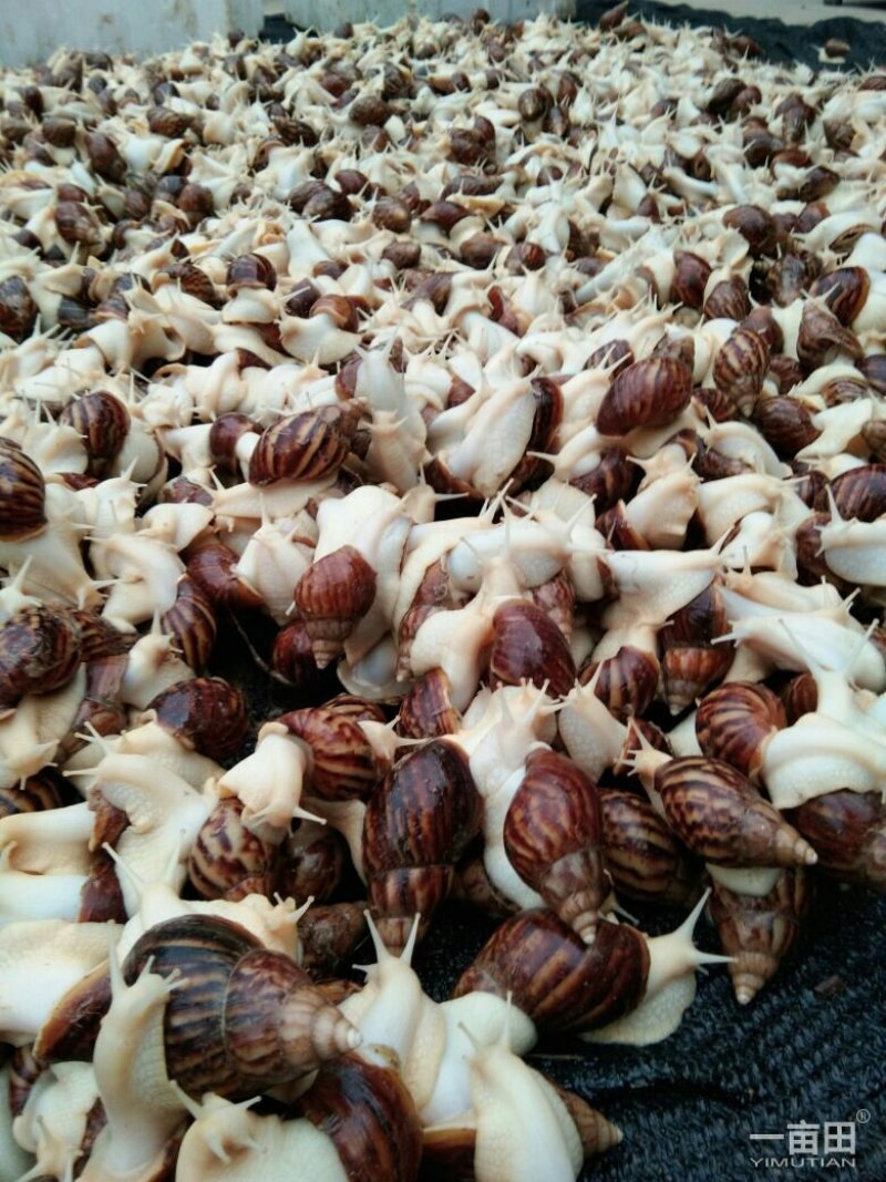 蜗牛