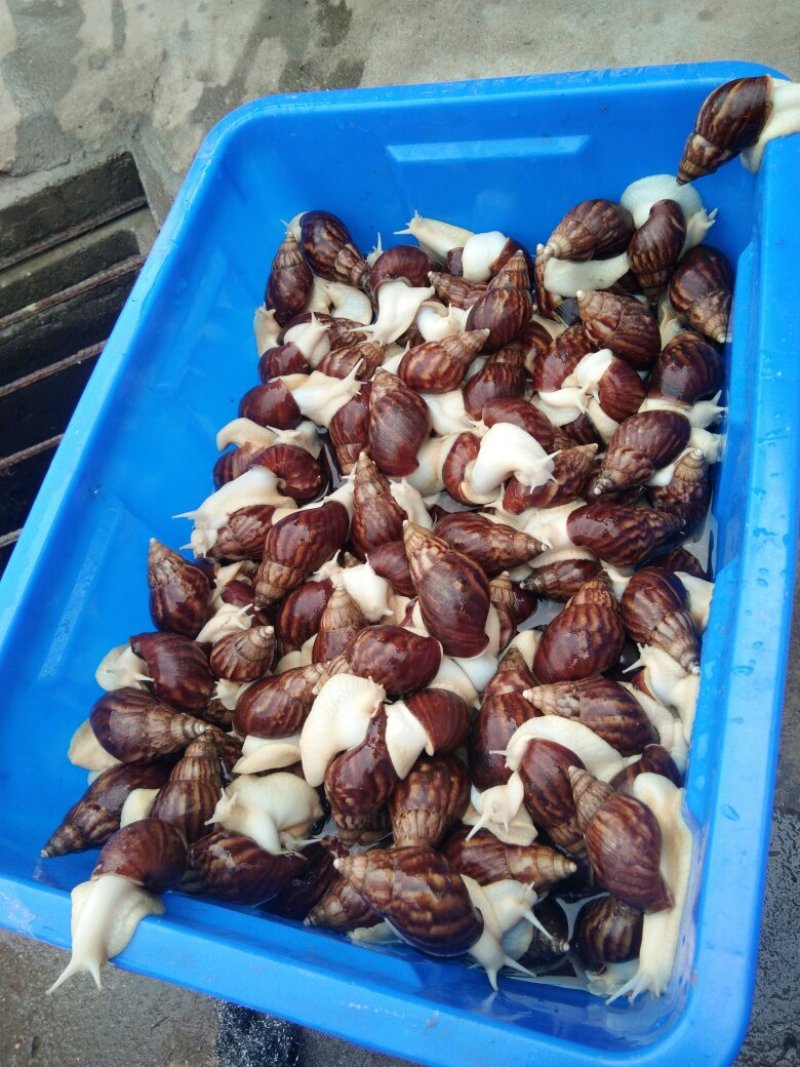 蜗牛