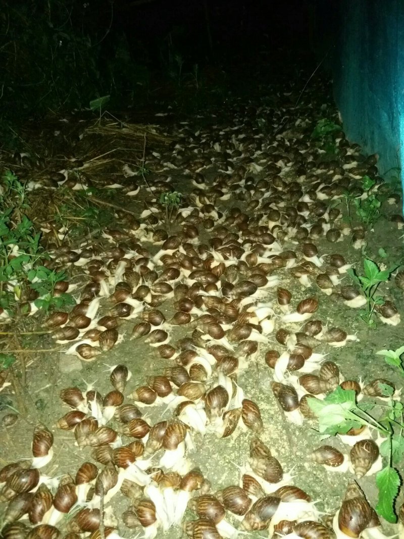 蜗牛