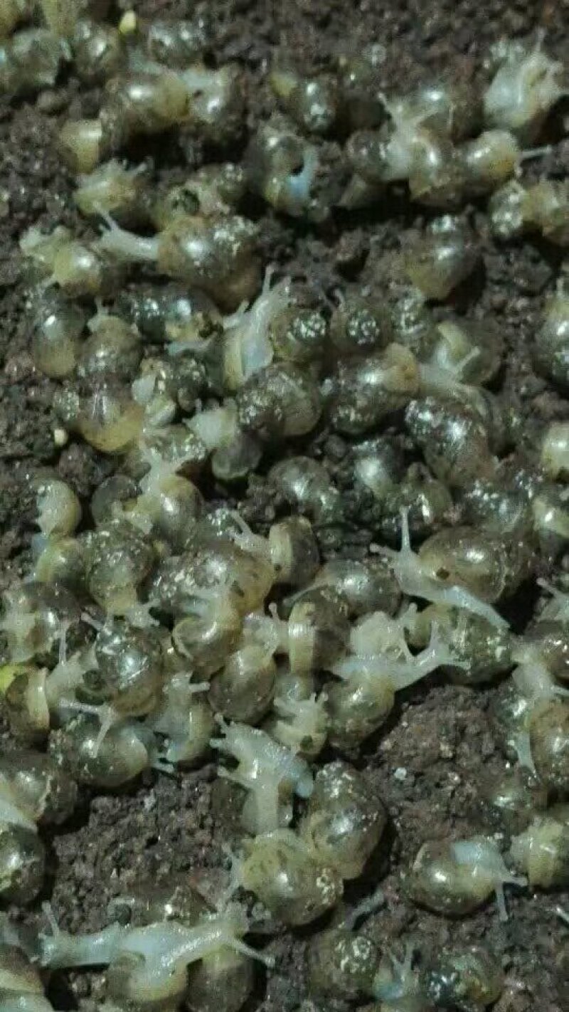 蜗牛