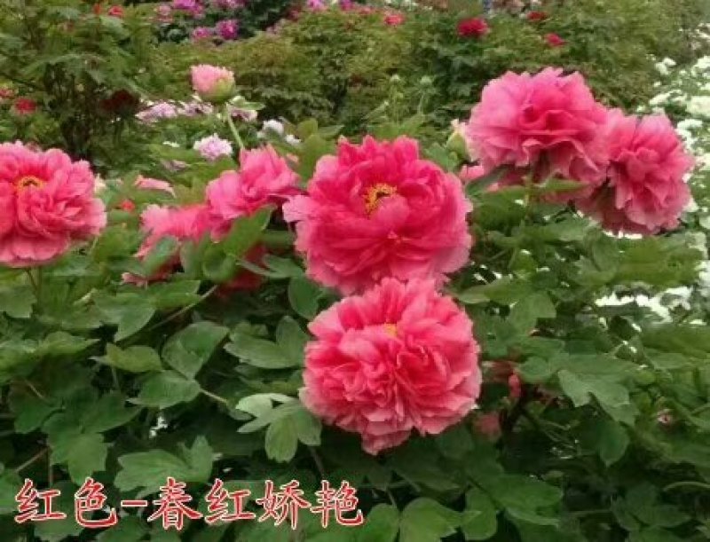 牡丹苗