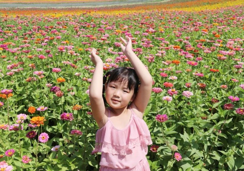 百日草种子