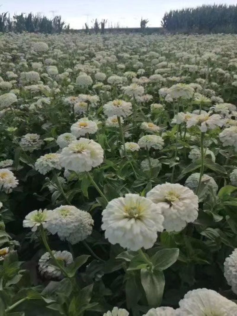 百日草种子