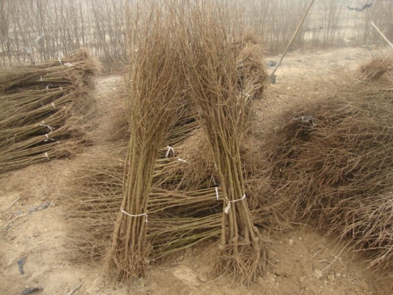 石榴树苗，石榴苗，皮薄肉多，不吐籽，自家苗圃培育。无中介