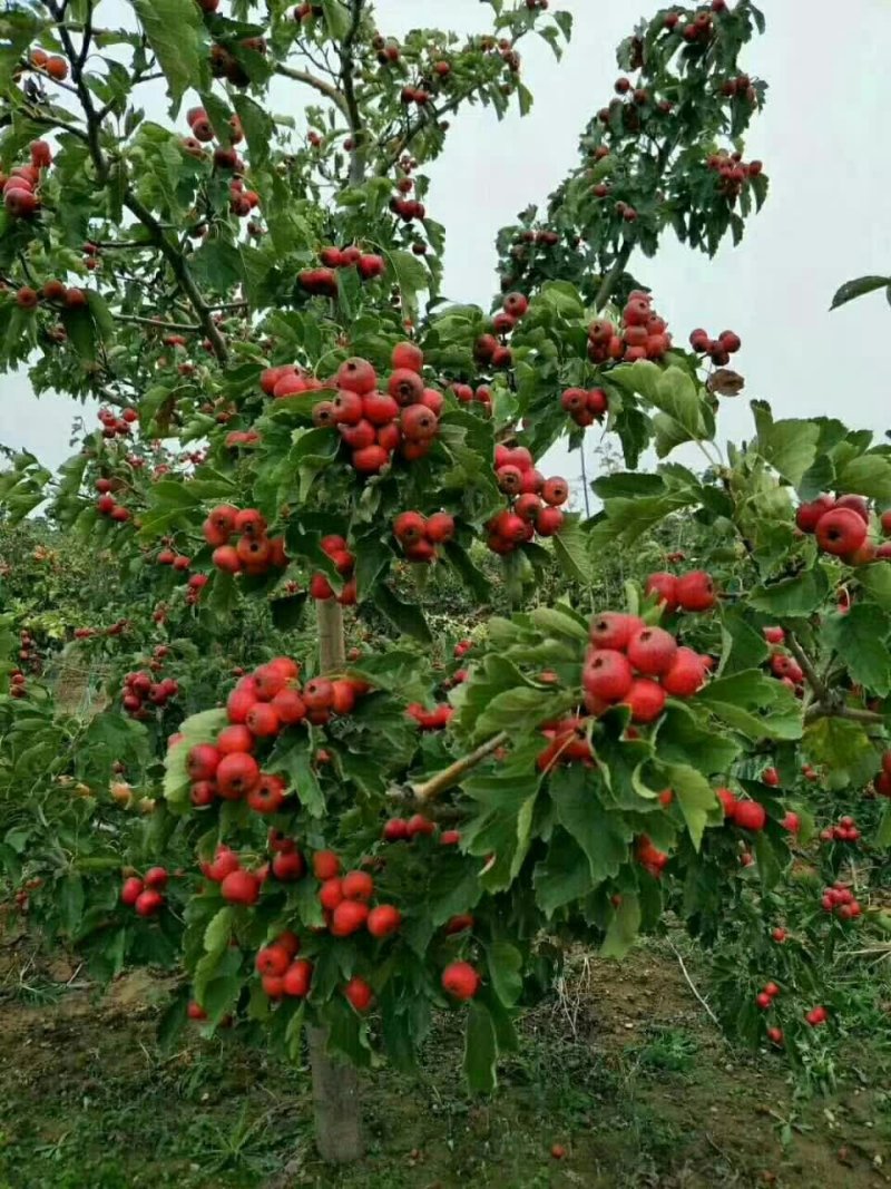 大金星山楂，山楂基地直供，品质优良，量大从优