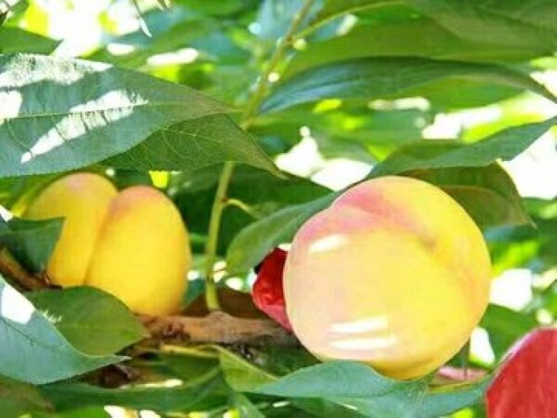 芒果桃树苗，桃苗，桃树苗，自家苗圃培育出售无中介。